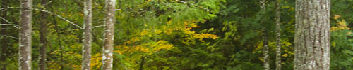 Trees outside office Trees Outside August Elements